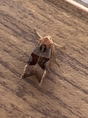 Phlogophora wollastoni