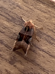 Phlogophora wollastoni