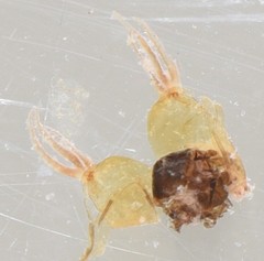 Simulium gariepsense