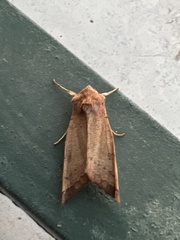 Phlogophora wollastoni