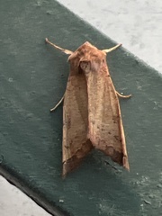 Phlogophora wollastoni