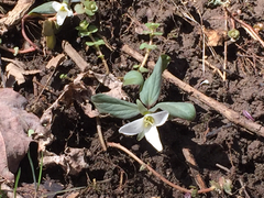 Trillium nivale