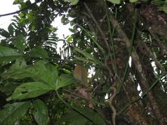 Philodendron cataniapoense