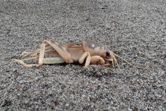 Scapteriscus oxydactylus