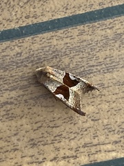 Phlogophora wollastoni