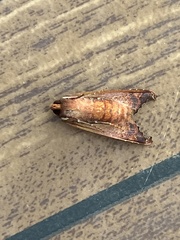 Phlogophora wollastoni