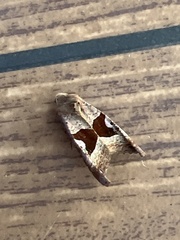 Phlogophora wollastoni