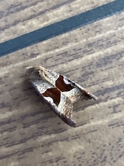 Phlogophora wollastoni