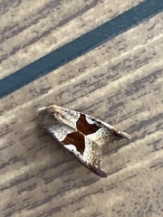 Phlogophora wollastoni