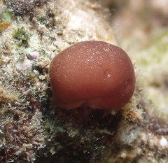Leptolyngbya crosbyana