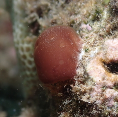 Leptolyngbya crosbyana