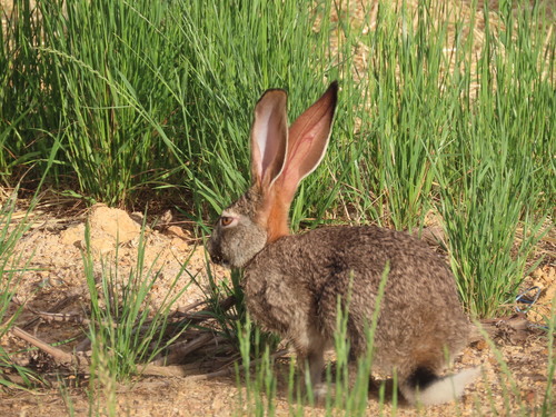 Scrub Hare, West Coast DC, South Africa, photo 8 of 10