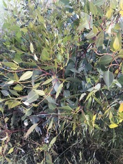 Eucalyptus moluccana