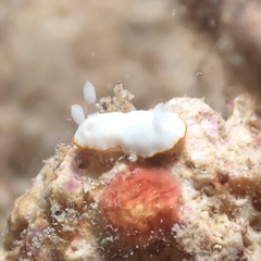 Goniobranchus verrieri