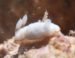 Goniobranchus verrieri
