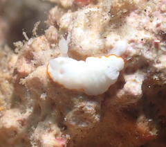 Goniobranchus verrieri