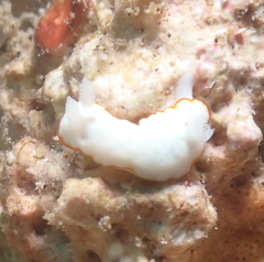 Goniobranchus verrieri