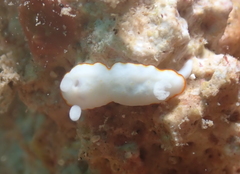 Goniobranchus verrieri