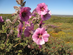 Anisodontea anomala