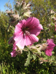 Anisodontea anomala