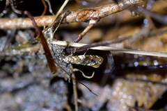 Eschatotypa derogatella