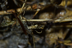 Eschatotypa derogatella