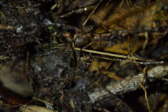 Eschatotypa derogatella