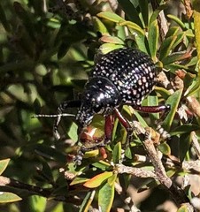 Catasarcus transversalis