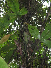 Philodendron cataniapoense