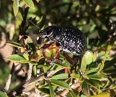 Catasarcus transversalis