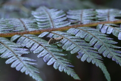 Sabatinca chalcophanes