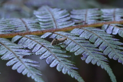 Sabatinca chalcophanes