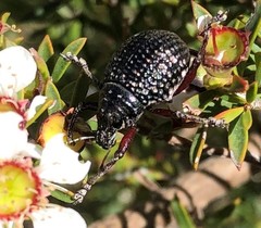 Catasarcus transversalis