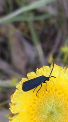Turneriprocris dolens