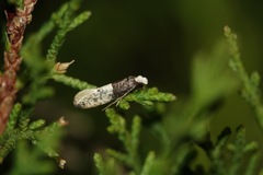 Trichophaga tapetzella