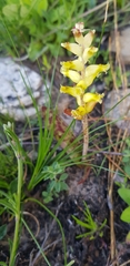 Lachenalia lutea