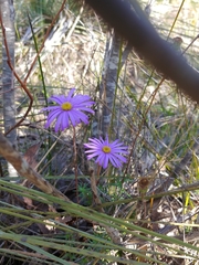 Olearia ciliata