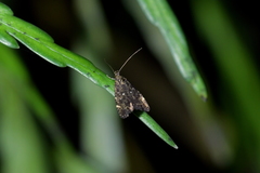 Lathicrossa leucocentra