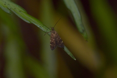 Lathicrossa leucocentra