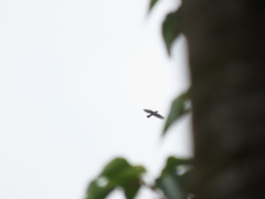 Accipiter trivirgatus