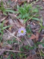 Brachyscome microcarpa