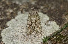 Dryobotodes monochroma