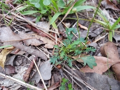 Brachyscome microcarpa