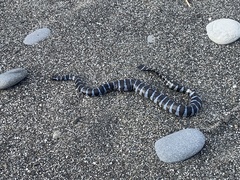 Laticauda semifasciata