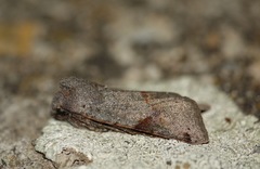 Agrochola meridionalis