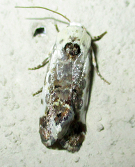 Acontia ectorrida