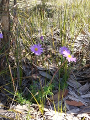 Olearia ciliata