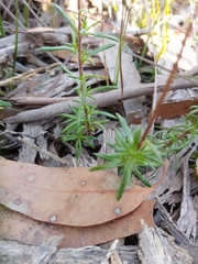 Olearia ciliata