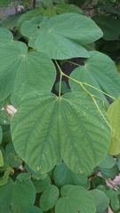 Bauhinia × blakeana