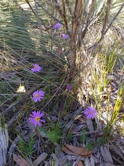 Olearia ciliata